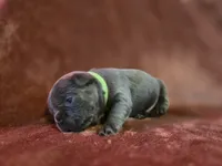 Chong , a male French Bulldog for sale in New Philadelphia, OH – 4 of 6