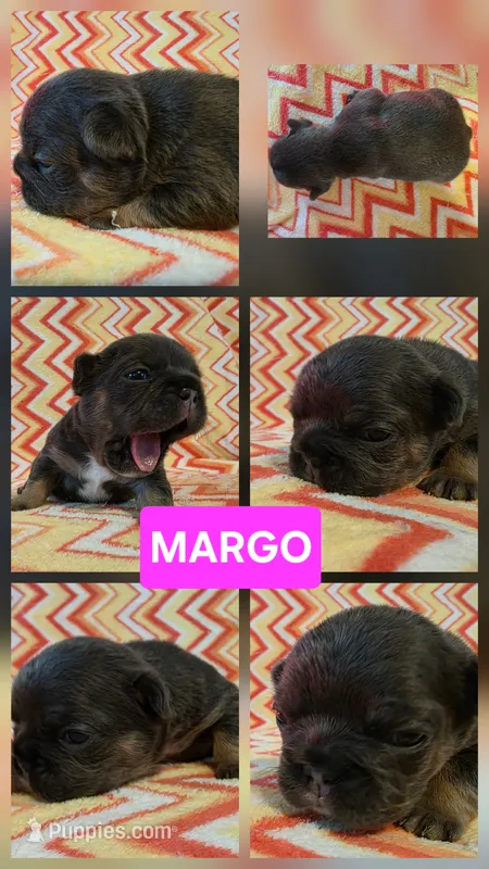 Margo – French Bulldog puppy for sale in New Philadelphia, OH