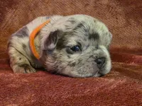Emma, a female French Bulldog for sale in New Philadelphia, OH – 4 of 6