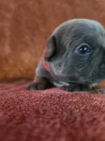 Cheech, a male French Bulldog for sale in New Philadelphia, OH – 7 of 8