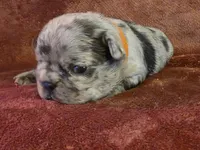 Emma, a female French Bulldog for sale in New Philadelphia, OH – 2 of 6