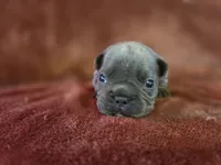 Cheech, a male French Bulldog for sale in New Philadelphia, OH – 4 of 8
