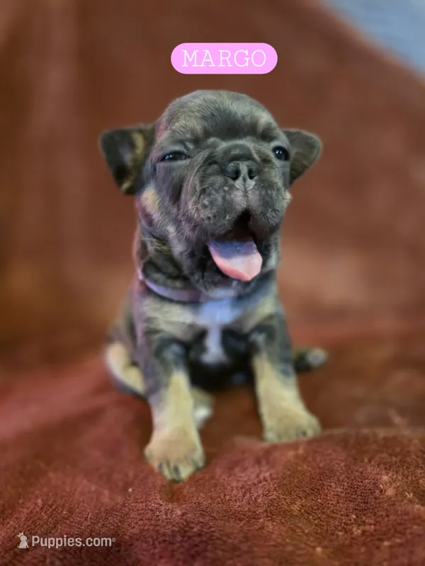 Margo – French Bulldog puppy for sale in New Philadelphia, OH