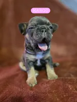 Margo, a female French Bulldog for sale in New Philadelphia, OH – 1 of 10