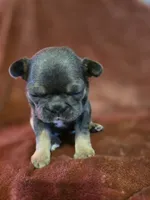 Margo, a female French Bulldog for sale in New Philadelphia, OH – 10 of 10