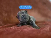 Chong , a male French Bulldog for sale in New Philadelphia, OH – 3 of 6