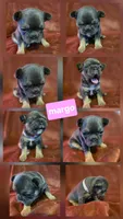 Margo, a female French Bulldog for sale in New Philadelphia, OH – 2 of 10