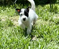 Patches, a female Jack Russell Terrier for sale in Micanopy, FL – 2 of 4