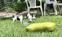 Patches, a female Jack Russell Terrier for sale in Micanopy, FL – 3 of 4