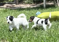 Patches, a female Jack Russell Terrier for sale in Micanopy, FL – 4 of 4
