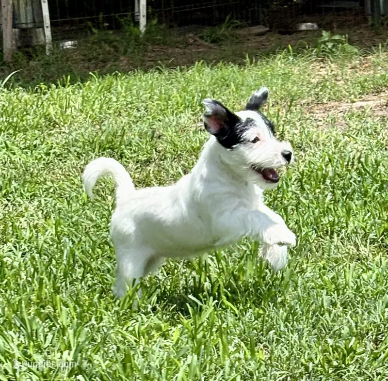 Patches – Jack Russell Terrier puppy for sale in Micanopy, FL