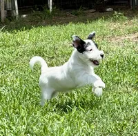 Patches, a female Jack Russell Terrier for sale in Micanopy, FL – 1 of 4