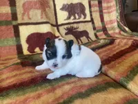 Sky, a female Pomeranian for sale in Deer River, MN – Photo 2 of 4