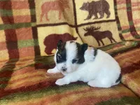 Sky, a female Pomeranian for sale in Deer River, MN – Photo 3 of 4