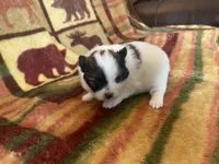 Sky, a female Pomeranian for sale in Deer River, MN – Photo 1 of 4