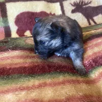 Cami, a female Pomeranian for sale in Deer River, MN – Photo 6 of 7