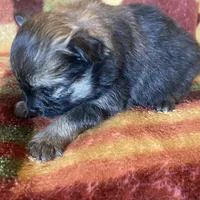 Cami, a female Pomeranian for sale in Deer River, MN – Photo 7 of 7