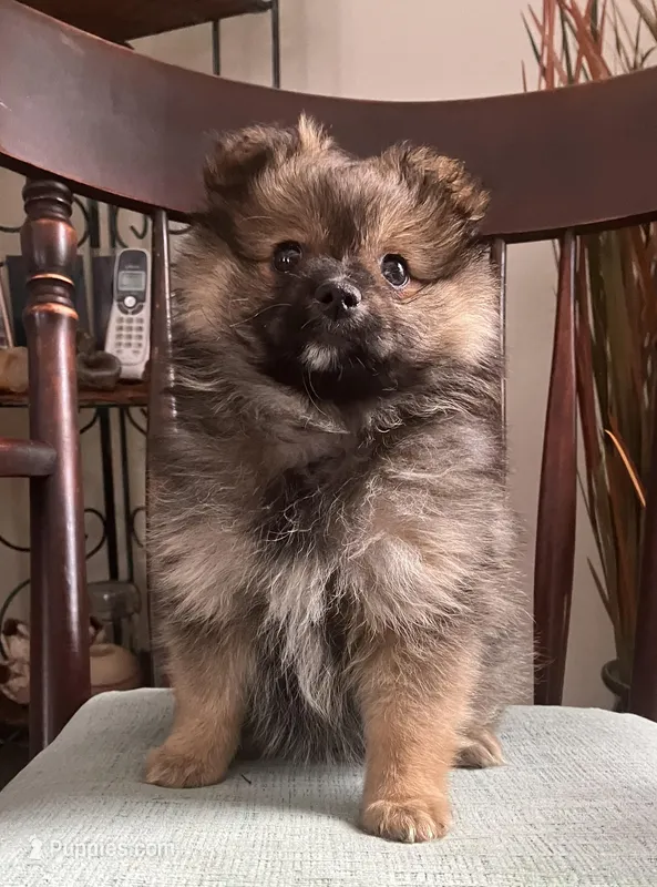 Cami – Pomeranian puppy on hold in Deer River, MN