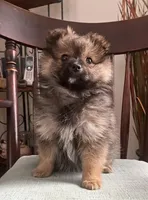 Cami, a female Pomeranian for sale in Deer River, MN – Photo 1 of 7