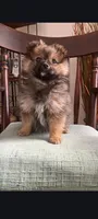 Cami, a female Pomeranian for sale in Deer River, MN – Photo 2 of 7