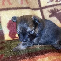 Cami, a female Pomeranian for sale in Deer River, MN – Photo 5 of 7