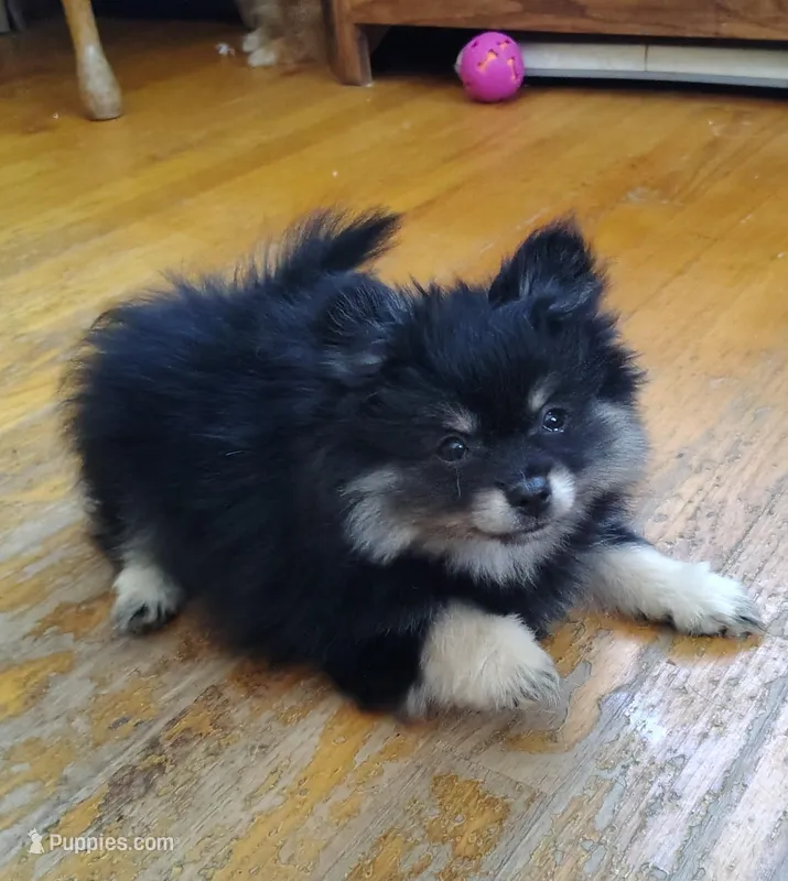 Lucky – Pomeranian puppy for sale in Deer River, MN