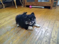Lucky, a male Pomeranian for sale in Deer River, MN – Photo 2 of 10