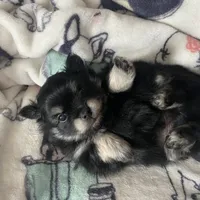 Lucky, a male Pomeranian for sale in Deer River, MN – Photo 6 of 10