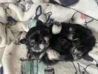 Lucky, a male Pomeranian for sale in Deer River, MN – Photo 2 of 7