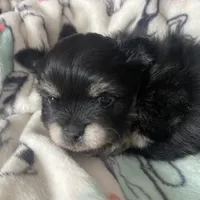 Lucky, a male Pomeranian for sale in Deer River, MN – Photo 7 of 10