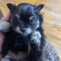 Lucky, a male Pomeranian for sale in Deer River, MN – Photo 4 of 10