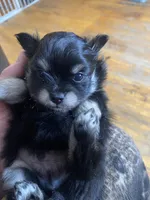 Lucky, a male Pomeranian for sale in Deer River, MN – Photo 5 of 7