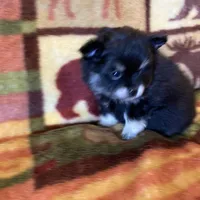 Lucky, a male Pomeranian for sale in Deer River, MN – Photo 3 of 10