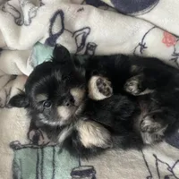 Lucky, a male Pomeranian for sale in Deer River, MN – Photo 10 of 10