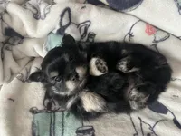 Lucky, a male Pomeranian for sale in Deer River, MN – Photo 4 of 7