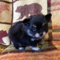 Lucky, a male Pomeranian for sale in Deer River, MN – Photo 5 of 10