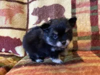 Lucky, a male Pomeranian for sale in Deer River, MN – Photo 7 of 7