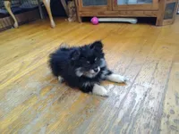 Lucky, a male Pomeranian for sale in Deer River, MN – Photo 9 of 10