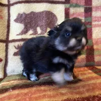 Lucky, a male Pomeranian for sale in Deer River, MN – Photo 8 of 10