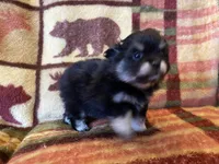 Lucky, a male Pomeranian for sale in Deer River, MN – Photo 6 of 7