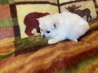 Sully, a male Pomeranian for sale in Deer River, MN – Photo 1 of 7