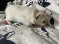 Sully, a male Pomeranian for sale in Deer River, MN – Photo 4 of 7