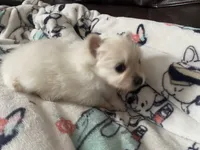 Sully, a male Pomeranian for sale in Deer River, MN – Photo 6 of 7