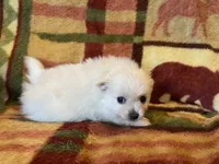 Sully, a male Pomeranian for sale in Deer River, MN – Photo 7 of 7