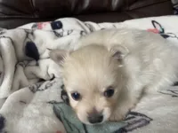 Sully, a male Pomeranian for sale in Deer River, MN – Photo 5 of 7