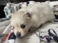 Sully, a male Pomeranian for sale in Deer River, MN – Photo 2 of 7