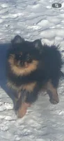 Selena’s girl, a female Pomeranian for sale in Deer River, MN – Photo 2 of 5