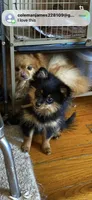 Selena’s girl, a female Pomeranian for sale in Deer River, MN – Photo 4 of 5