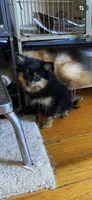 Selena’s girl, a female Pomeranian for sale in Deer River, MN – Photo 3 of 5