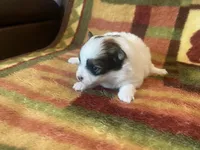 Robin , a female Pomeranian for sale in Deer River, MN – Photo 3 of 3